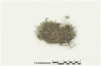 藏品(羽蘚屬)的圖片